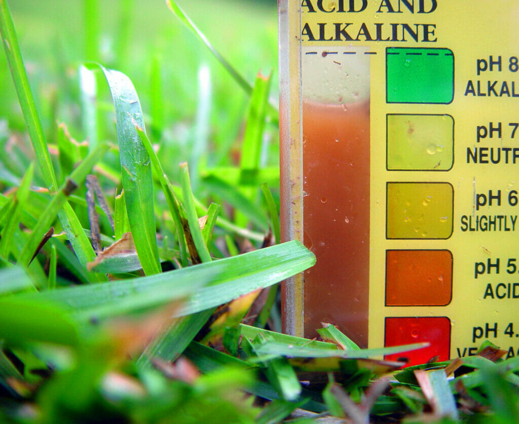 pH level of your soil can be tested