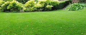 Taking Care of Your North Texas Lawn Taking Care of Your North Texas Lawn