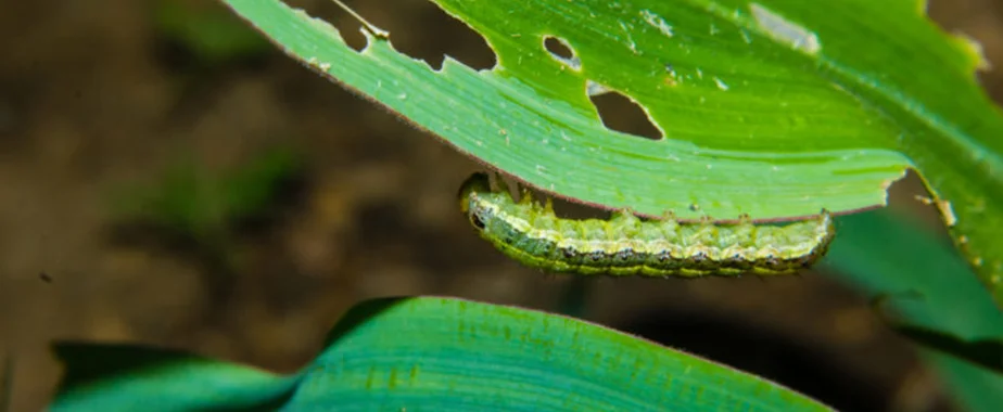 Armyworms
