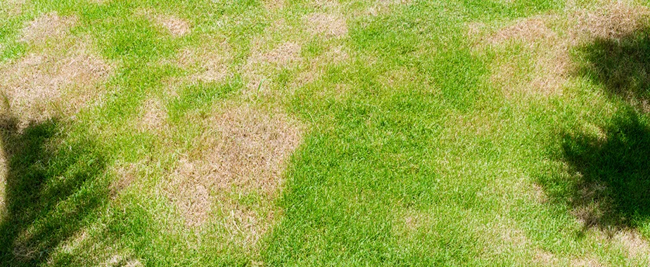 Brown Patch