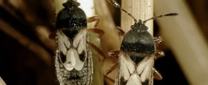 Chinch Bugs: W.Y.N.T.K. Chinch Bugs