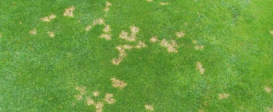 Dollar Spot