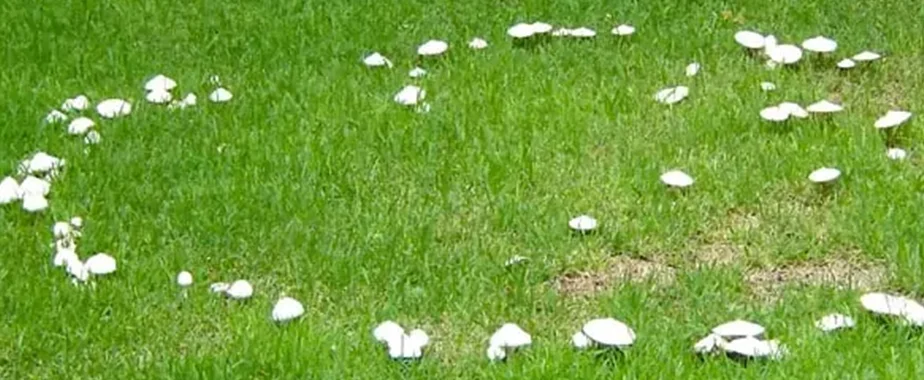 Fairy Ring
