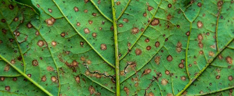 Gray Leaf Spot