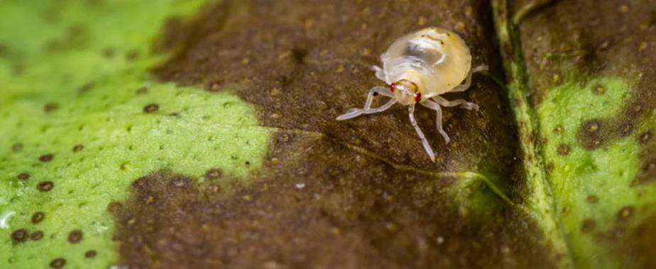 Mites