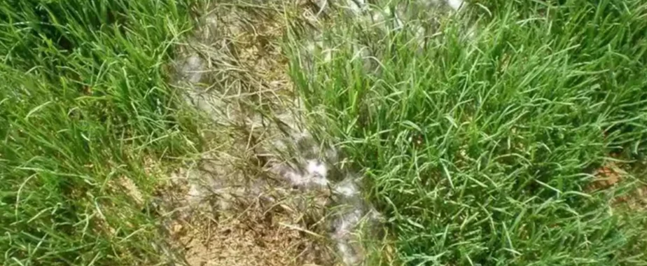 Pythium Blight