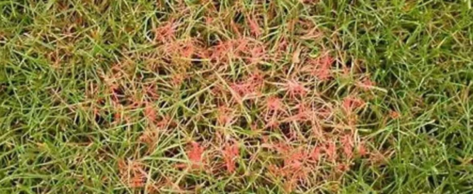 Red Thread