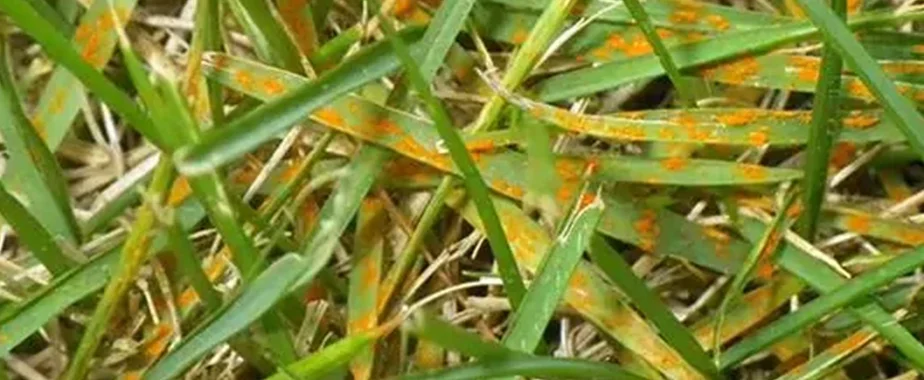 Rust Diseases