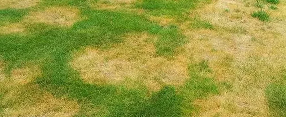 Summer Patch