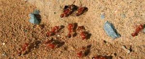 Identifying Common Lawn Pest Fire Ants