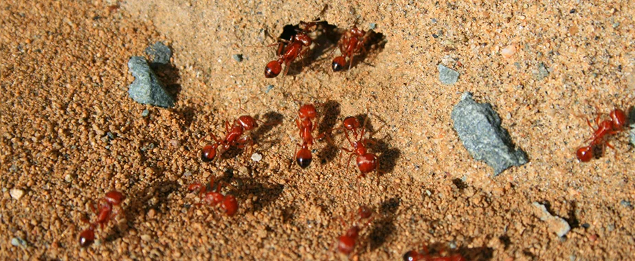 Fire Ants