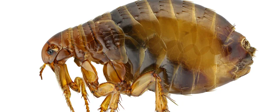 Fleas