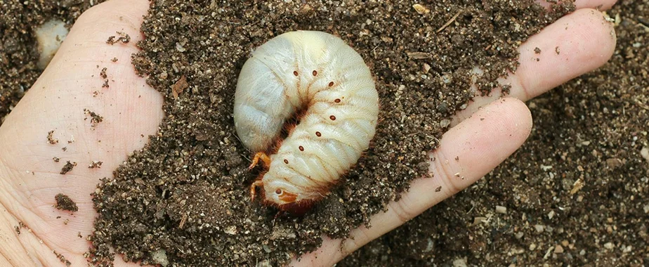 grubs