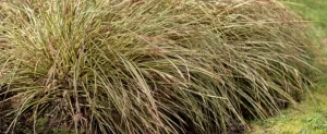 What Are the Most Effective Pre‑Emergent Strategies to Stop Weeds Before They Start? pre‑emergent strategies to stop weeds