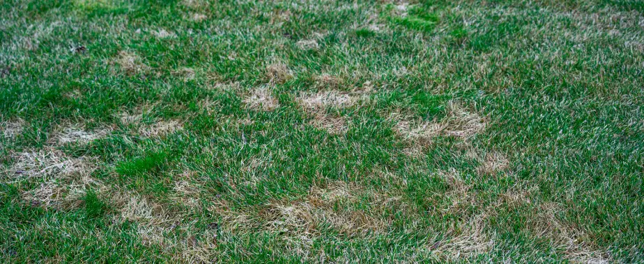 invasive grasses in texas lawns