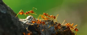 Fire Ants, Grub Worms & Chinch Bugs in Dallas: A North Texas Lawn Pest Control Schedule lawn pest control dallas tx