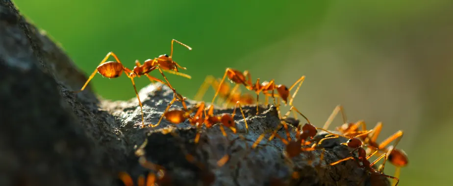 lawn pest control dallas tx