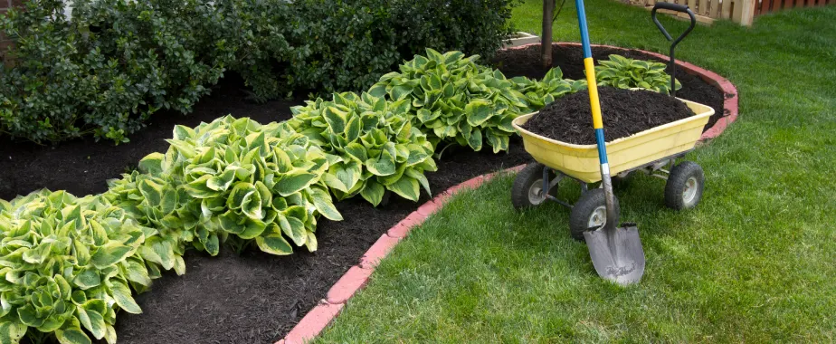 tree and shrub care dallas tx seasonal guide